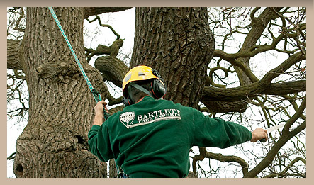 commercial-pruning-uk.jpg