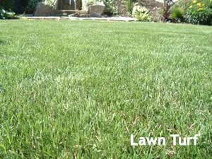 lawn-turf1.jpg