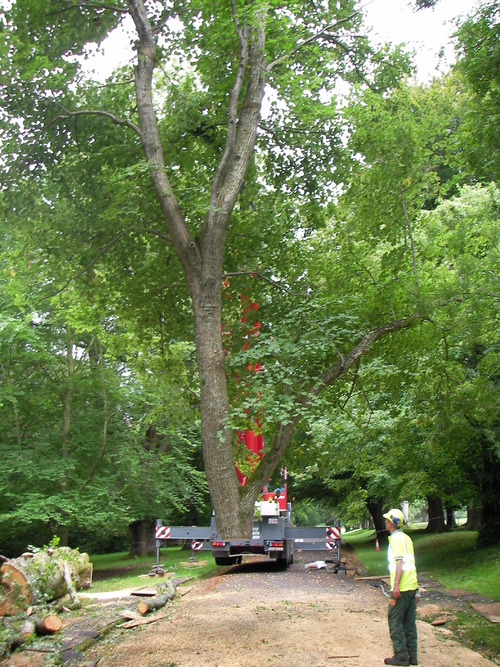 suspended-tree.JPG