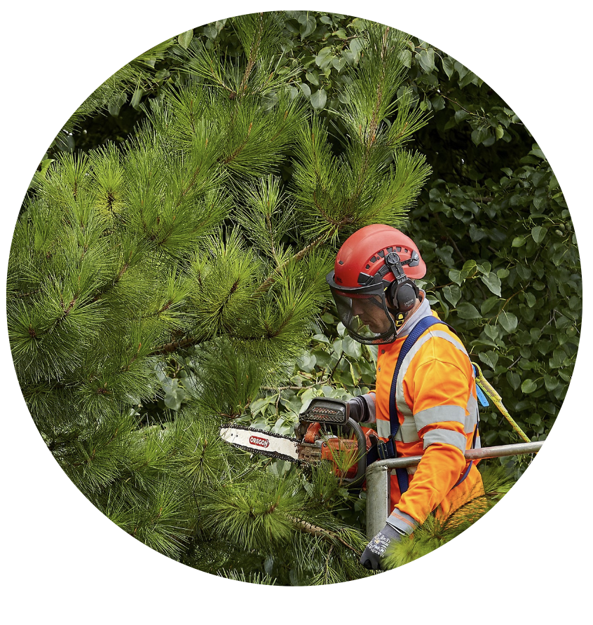 Tree Surgery Case Study: Importance of Annual Surveys