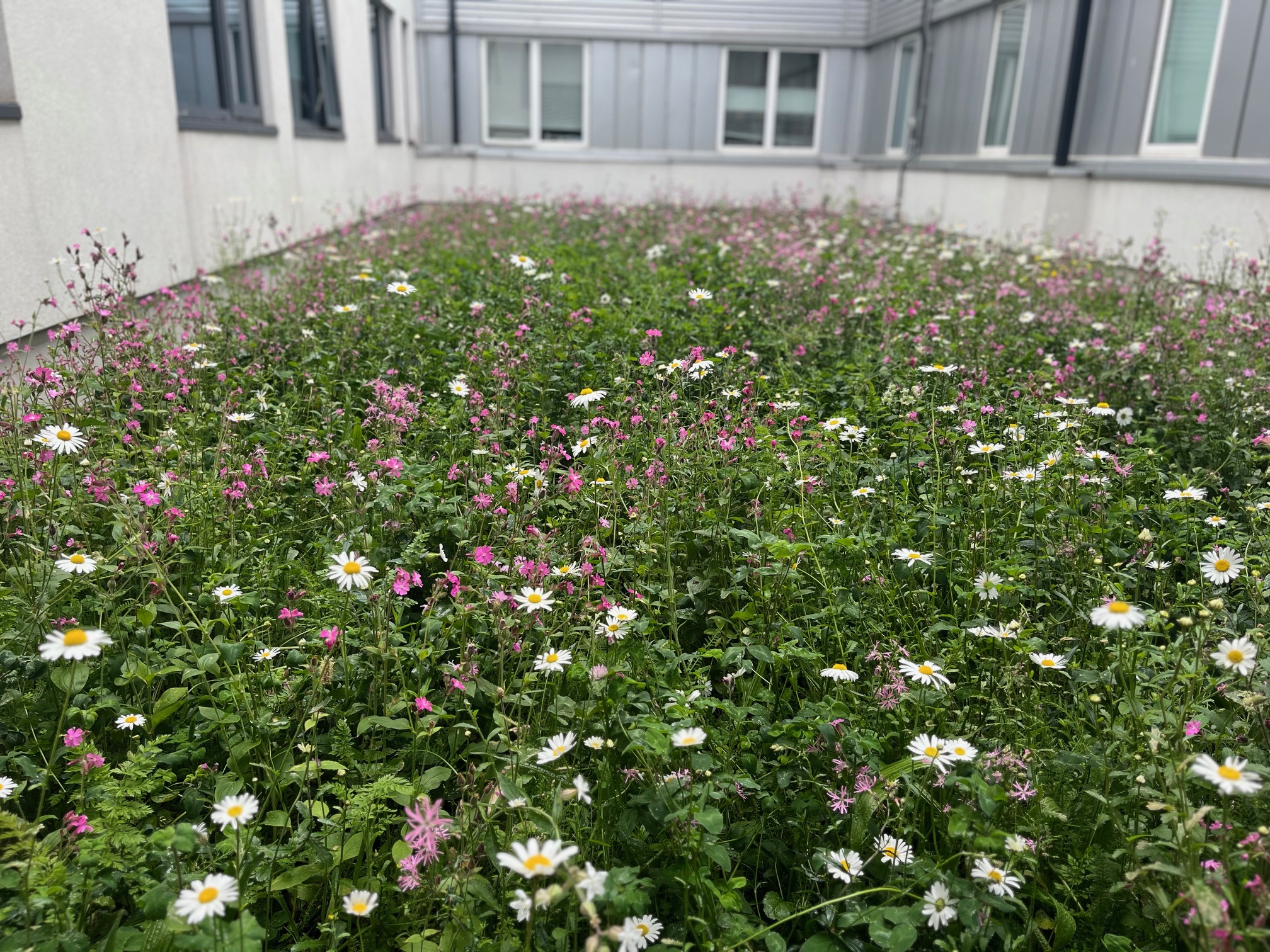 O'Brien Landscaping ALCI Awards 2025