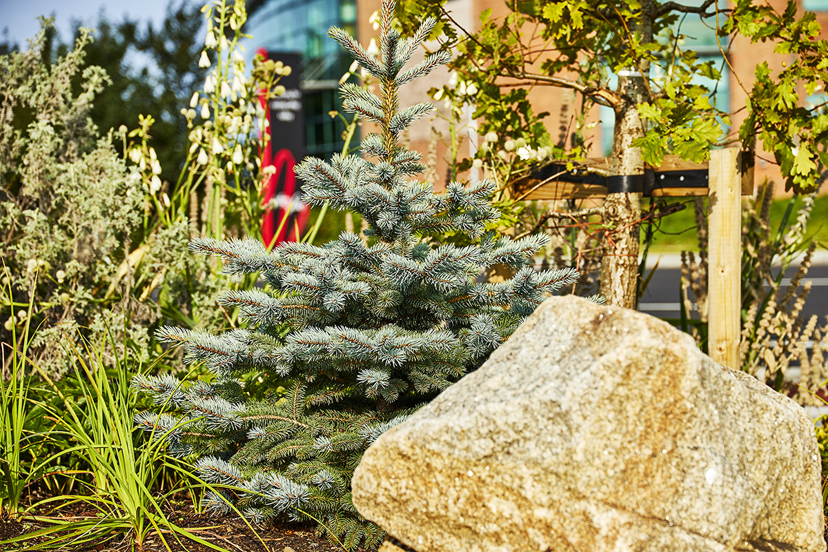 SAP Landscapes, Liffey Valley Shopping Centre project.