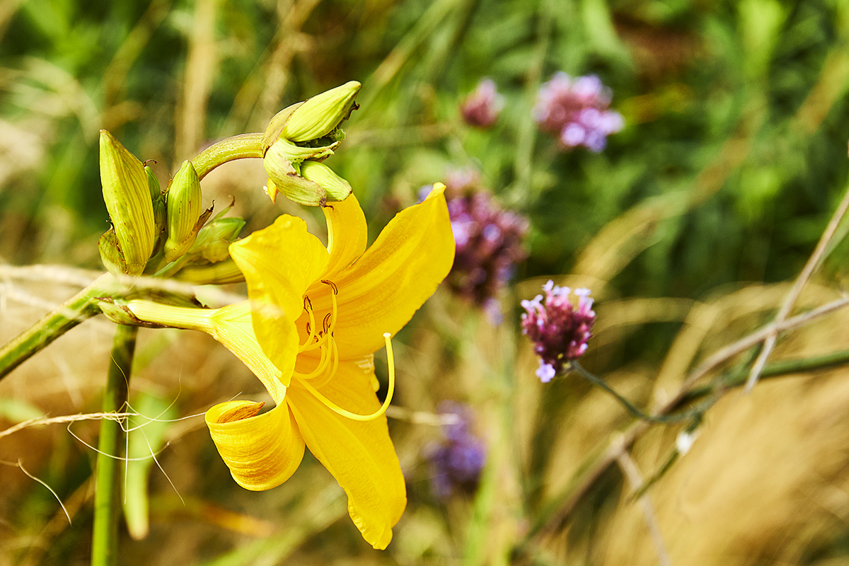 SAP Landscapes, Liffey Valley Shopping Centre project.