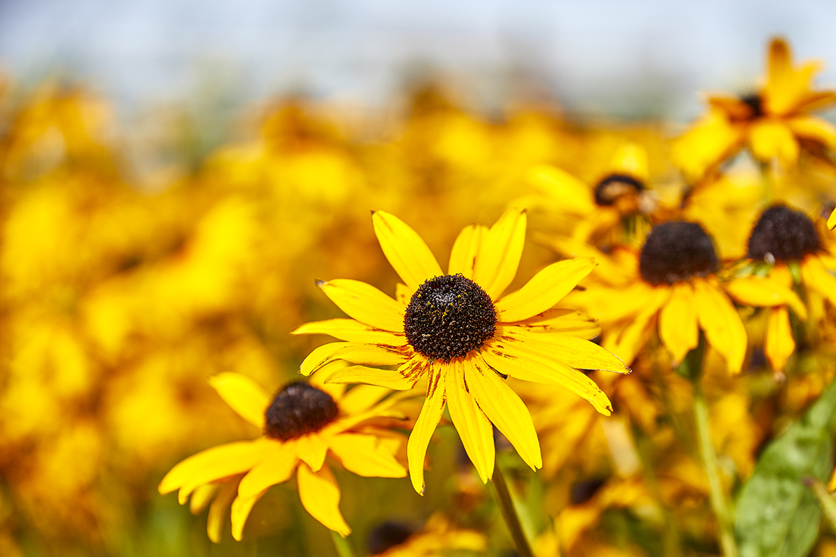 SAP Landscapes, Liffey Valley Shopping Centre project.